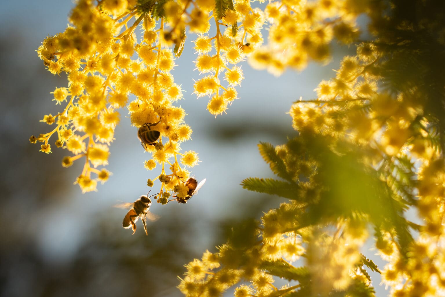 Pollinating Service Pollination Services Australia | Bee Pollination | Duxton Bees